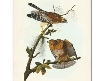 Audubon Red-Shouldered Hawk Print: Vintage Birds of America Art