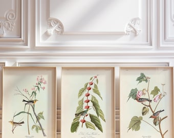Warbler Bird Print Set of 3, Vintage Audubon Bird Art, Cerulean Warbler, Blackburnian Warbler, Bay Breasted Warbler Wall Decor