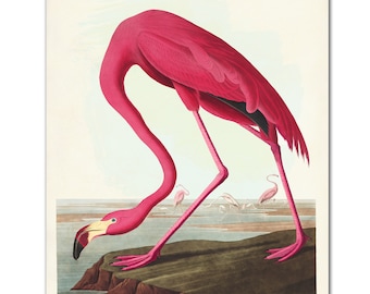 Flamingo Art Print, Vintage Shore Bird Print, Audubon Birds of America, Shore Bird Print, Coastal Home Decor, Beach Lover Gift