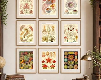 Sea Life Scientific Illustrations, Ernst Haeckel Print Set of 9, Jellyfish, Octopus, Starfish, Nudibranchia, Beach House Decor, Coastal Art