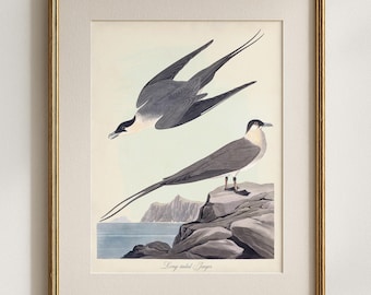 Long Tailed Jaeger Bird Print, Vintage Arctic Seabird Wall Art, Coastal Bird Illustration, Natural History Home Decor, Beach Wildlife Poster