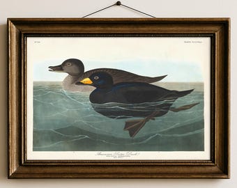 American Scoter Ducks Print, Audubon's Birds of America, Vintage Coastal Waterfowl Illustration, Lake HouseWall Art