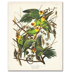 Carolina Parrot Art Print, Vintage Bird and Botanical Wall Art, Carolina Parakeets Perched on Cocklebur Bush, Audubon Birds of America