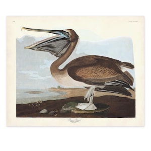 Brown Pelican Print, Audubon Birds of America, Vintage Bird, Brown Pelican Illustration, Shore House Art, Sea Bird Print, Coastal Home Decor