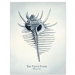 May include: A detailed black and white illustration of a Venus Comb seashell, featuring intricate lines and textures. The artwork showcases the shell's spiky exterior and elongated shape. The text "THE VENUS COMB" and "Murex pecten" are printed at the bottom.