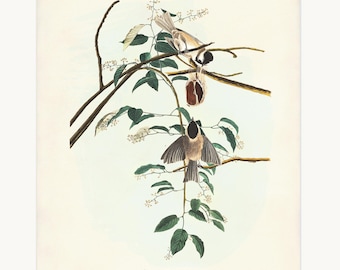 Carolina Titmouse, Carolina Chickadee Print, Audubon Birds of America, Bird & Botanical Illustration, Natural History Wall Art