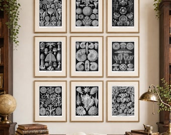 Ernst Haeckel Natural History Print Set of 9, Black & White Scientific Illustrations, Jellyfish, Seashells, Corals, Fossils, Lichens, Fungi