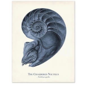 May include: A vintage-style print featuring a detailed illustration of a chambered nautilus shell in shades of blue. The artwork includes the title "THE CHAMBERED NAUTILUS" and the scientific name, "Nautilus pompilius", on a cream-colored background.