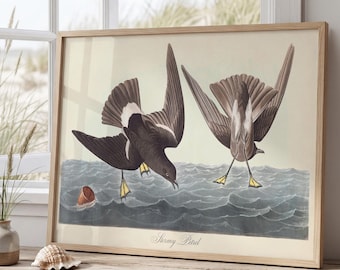 Stormy Petrel Art Print, Audubon's Birds of America, Wilson's Storm Petrel Vintage Coastal Decor, Antique Seabird Ocean Poster Print
