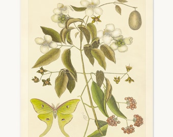 Luna Moth Print, Mock Orange & Coral Berry Botanical Art, Natural History Flowers and Butterfly Wall Art