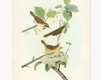 Common Yellowthroat, Vintage Yellow-Breasted Warbler Botanical Wall Art,  Audubon Bird Print