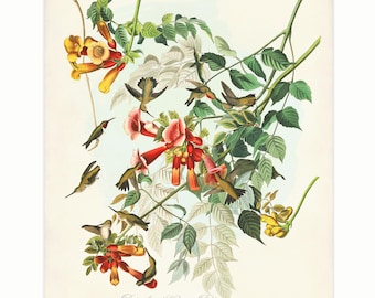 Ruby-throated Hummingbird Print, Audubon's Birds of America, Gift for Nature Lover, Bird & Botanical Illustration, Natural History Wall Art