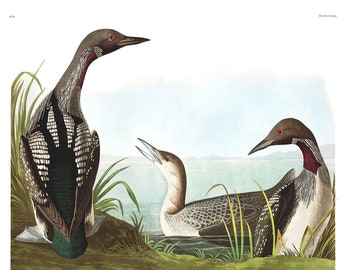 Black-throated Diver Print, Audubon Birds of America, Bird Print, Black-throated Loon Poster, Shorebird, Freshwater Bird, Lake House Art