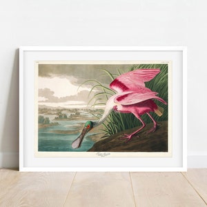 Roseate Spoonbill Print, Audubon Birds of America, Vintage Bird, Roseate Spoonbill Illustration Shore House Art, Sea Bird, Coastal Bird