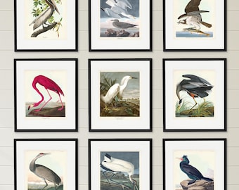 Sea Bird Art Print Set of 9,  Flamingo, Herons, Pelican, Herring Gulls, Osprey, Ibis,  Audubon's Birds of America, Coastal Home Decor
