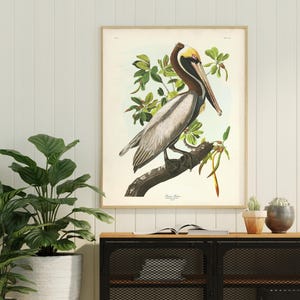 Brown Pelican Art Print, Audubon Birds of America, Coastal Bird Print, Beach House Wall Art image 3
