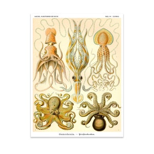 Octopus Print, Ernst Haeckel Scientific Illustration, Educational Chart, Octopus Poster, Cephalopods Back to School Art, Classroom Art