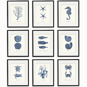 Conjunto de láminas vintage de vida marina, arte mural costero, ilustraciones marinas antiguas, decoración náutica, galería de pared oceánica