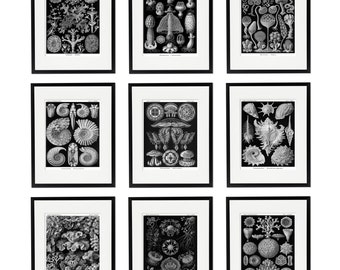 Ernst Haeckel Natural History Print Set of 9, Black & White Scientific Illustrations, Jellyfish, Seashells, Corals, Fossils, Lichens, Fungi