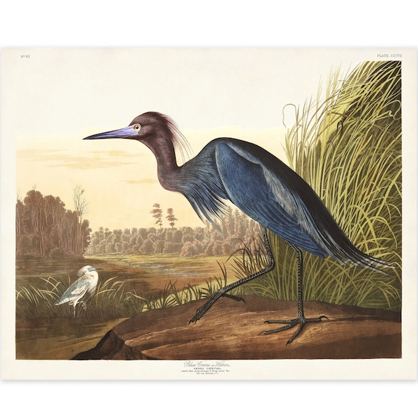 Blue Heron Print, Audubon Birds of America, Bird Print, Blue Heron Poster, Shore House Art, Sea Birds, Coastal Birds