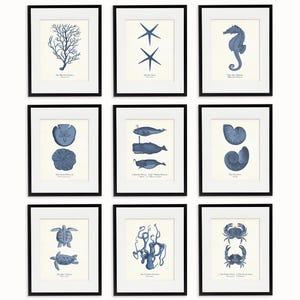 Coastal Sea Life Prints, Vintage Nautical Wall Art (Navy Blue, 9 Pieces)