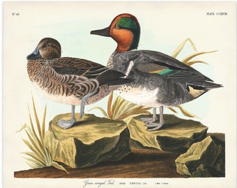 Audubon Duck Print, Green-winged Teal, Gift for Him, Audubon Birds of America, Duck Illustration, Hunting Cabin Decor, Waterfowl