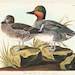 see more listings in the Audubon Bird Prints section