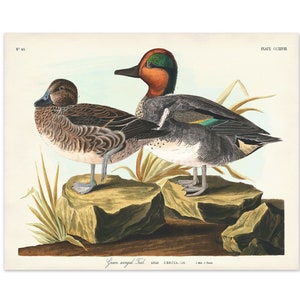 Audubon Duck Print, Green-winged Teal, Gift for Him, Audubon Birds of America, Duck Illustration, Hunting Cabin Decor, Waterfowl