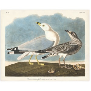 Seagull Bird Print, Common American Gull From Audubon Birds of America, Vintage Bird Print, Shore House Art, Sea Bird, Coastal Bird