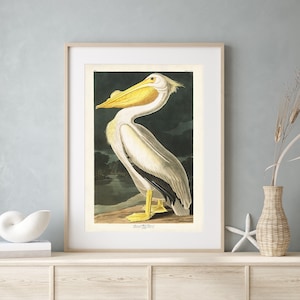 American White Pelican Print, Audubon Sea Bird Print, Coastal Birds, Florida Bird, Audubon Birds of America, Pelican Print, Natural History