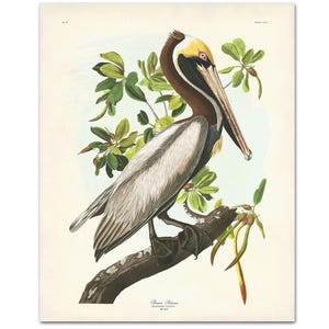 A detailed vintage illustration of a Brown Pelican by John James Audubon, perched on a mangrove branch with soft green leaves and pale background. This reproduction captures the elegance and realism of Audubon’s Birds of America series, perfect for coastal or nature-inspired interiors.