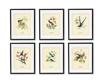 Hummingbird Bird Print Set of 6, Hummingbird Illustrations, Bird Prints, Botanical Art, Father's Day Gift
