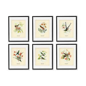 Hummingbird Bird Print Set of 6, Hummingbird Illustrations, Bird Prints, Botanical Art, Father's Day Gift