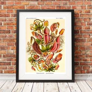 Botanical Print, Botanical Illustration, Venus Flytrap, Ernst Haeckel Nepenthes Poster, Pitcher Plant, Carnivorous Plant, Classroom Art image 4