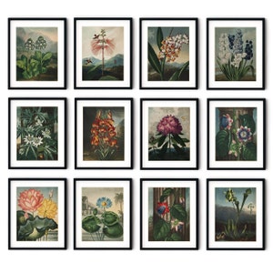 Vintage Botanical Print Set of 12, Cottagecore Botanical Illustrations, Flower Prints, Floral Wall Art, Farmhouse Decor, Linnaeus Botany