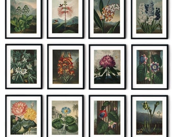 Vintage Botanical Print Set of 12, Cottagecore Botanical Illustrations, Flower Prints, Floral Wall Art, Farmhouse Decor, Linnaeus Botany