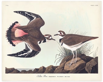 Killdeer Bird Print, Audubon Birds of America, Vintage Bird, Killdeer Plover Shore House Art, Sea Bird, Coastal Bird, Gift for Parents