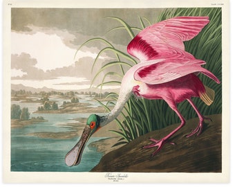 Roseate Spoonbill Print, Audubon Birds of America, Vintage Bird, Roseate Spoonbill Illustration Shore House Art, Sea Bird, Coastal Bird