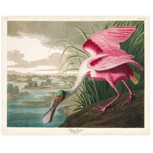 Roseate Spoonbill Print, Audubon Birds of America, Vintage Bird, Roseate Spoonbill Illustration Shore House Art, Sea Bird, Coastal Bird