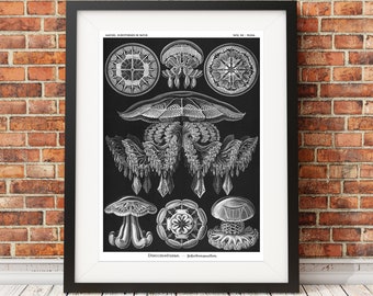 Black Jellyfish Print or Poster, Scientific Illustration by Famed Naturalist Ernst Haeckel, Art Nouveau Wall Art, Plate 88, Discomedusae