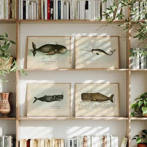 Vintage Whale Fine Art Print Set, Sea Life Illustrations, Nursery and Coastal Home Decor, Beach House Art