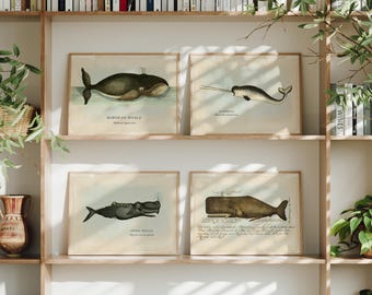Vintage Whale Fine Art Print Set, Sea Life Illustrations, Nursery and Coastal Home Decor, Beach House Art