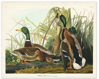 Mallard Duck Print, Gift for Him, Audubon Birds of America, Vintage Duck Illustration, Office Art, Waterfowl Art, Cabin Decor, Water Bird