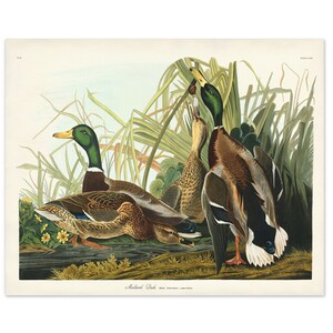 Mallard Duck Print, Gift for Him, Audubon Birds of America, Vintage Duck Illustration, Office Art, Waterfowl Art, Cabin Decor, Water Bird