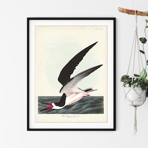 Black Skimmer Art Print from Audubon Birds of America, Coastal Bird, Shorebird Poster