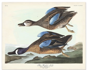 Blue-Winged Teal Duck Print, Audubon Birds of America, Vintage Duck Illustration, Office Art, Waterfowl Cabin Decor Water Bird