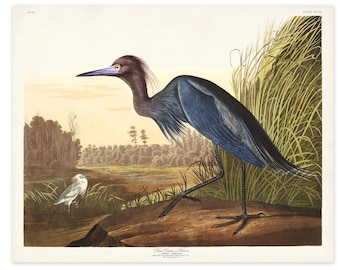 Blue Heron Print, Audubon Birds of America, Bird Print, Blue Heron Poster, Shore House Art, Sea Birds, Coastal Birds