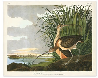 Long-billed Curlew Bird Art Print from Audubon Birds of America, Beach Home Decor, Coastal Bird, Shore House Wall Art, Shorebird Print,