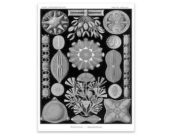 Ernst Haeckel Algae Print, Vintage Scientific Illustration
