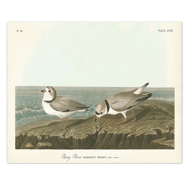 Piping Plover Bird Art Print from Audubon Birds of America, Shorebird Print, Coastal Home Decor, Beach Bird Print, Shore House Wall Art